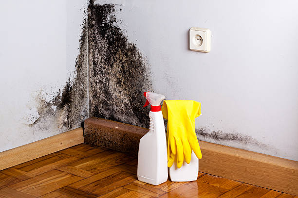 Why You Should Choose Our Mold Remediation Services in Sycamore, GA